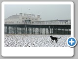 IMGP0366 brighton pier and dog